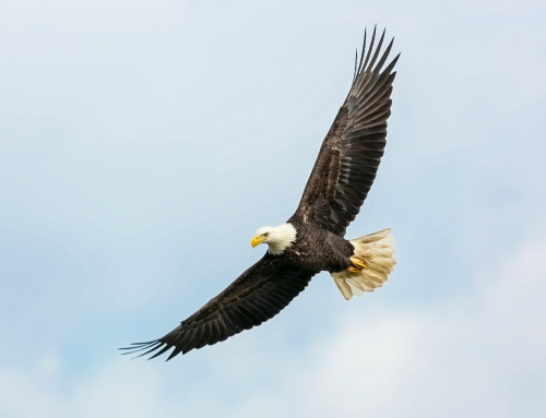 La rencontre dans les airs